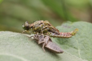 IMG_2447